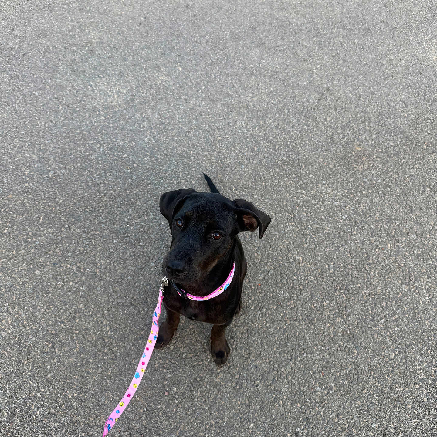 Nala a rejoint le concours — aidez-le/la à gagner de superbes lots ! puppy, dog, black_dog, leash, pink_leash, sitting, road, asphalt, outdoor, pet, young_dog, curious, animal, canine, collar, playful, waiting, cute, small_dog, companion