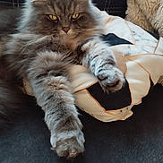 Grizouille participe au concours pour gagner de l'argent avec cette photo : blanket, cat, close_up, cozy, cushion, domestic_animal, furniture, gray_fur, indoor, long_hair, paw, pet, pillow, plush, portrait, relaxed, sitting, sofa, whiskers, yellow_eyes