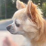 Shanel a rejoint le concours — aidez-le/la à gagner de superbes lots ! dog, chihuahua, close_up, side_profile, ears, fur, outdoor, blurred_background, greenery, road, calm, pet, animal, canine, portrait, soft_lighting, nature, cute, small_dog, furry