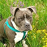 animal, brown_coat, close_up, daylight, dog, floppy_ears, grass, harness, leash, meadow, nature, outdoor, pet, pit_bull, portrait, purple_flowers, standing, white_chest, wildflowers, yellow_flowers