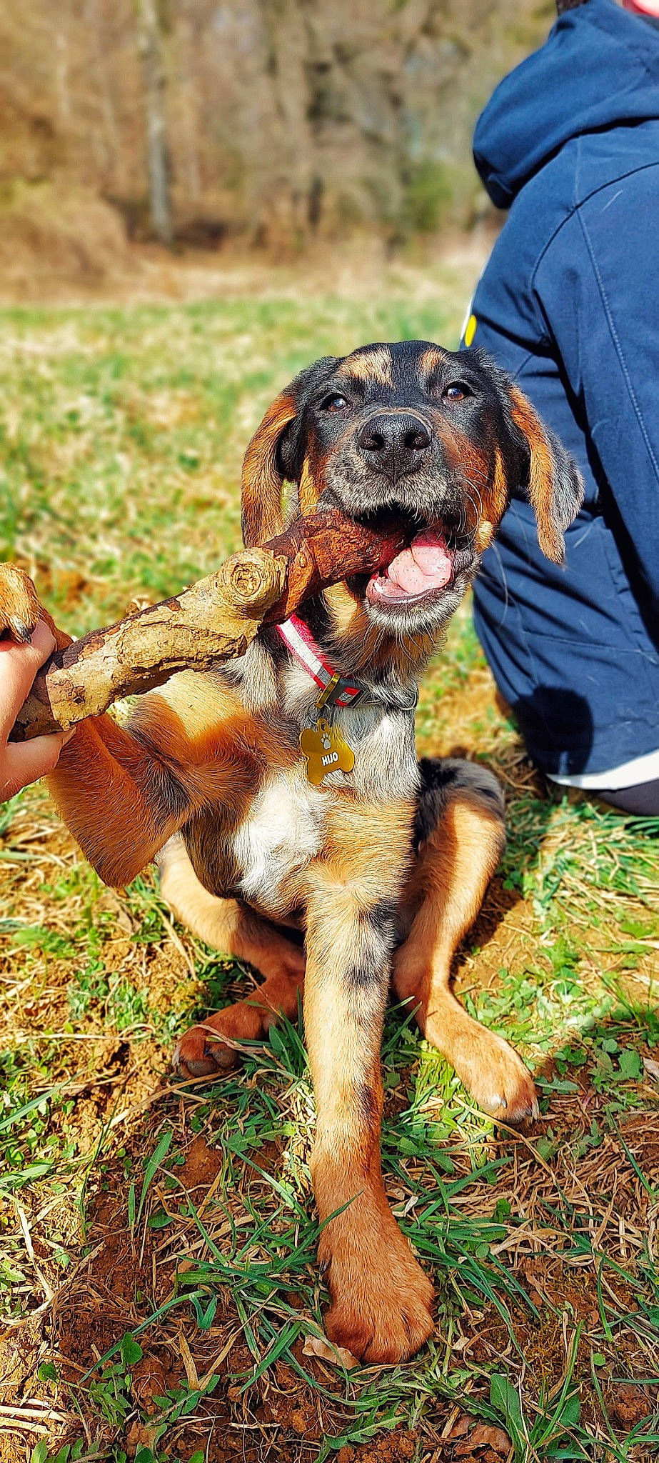 Hijo a rejoint le concours — aidez-le/la à gagner de superbes lots ! canidae, carnivore, cocker_spaniel, companion_dog, dog, dog_breed, dog_supply, fawn, fur, grass, happy, hound, liver, plant, scent_hound, snout, spaniel, sporting_group, working_animal, working_dog