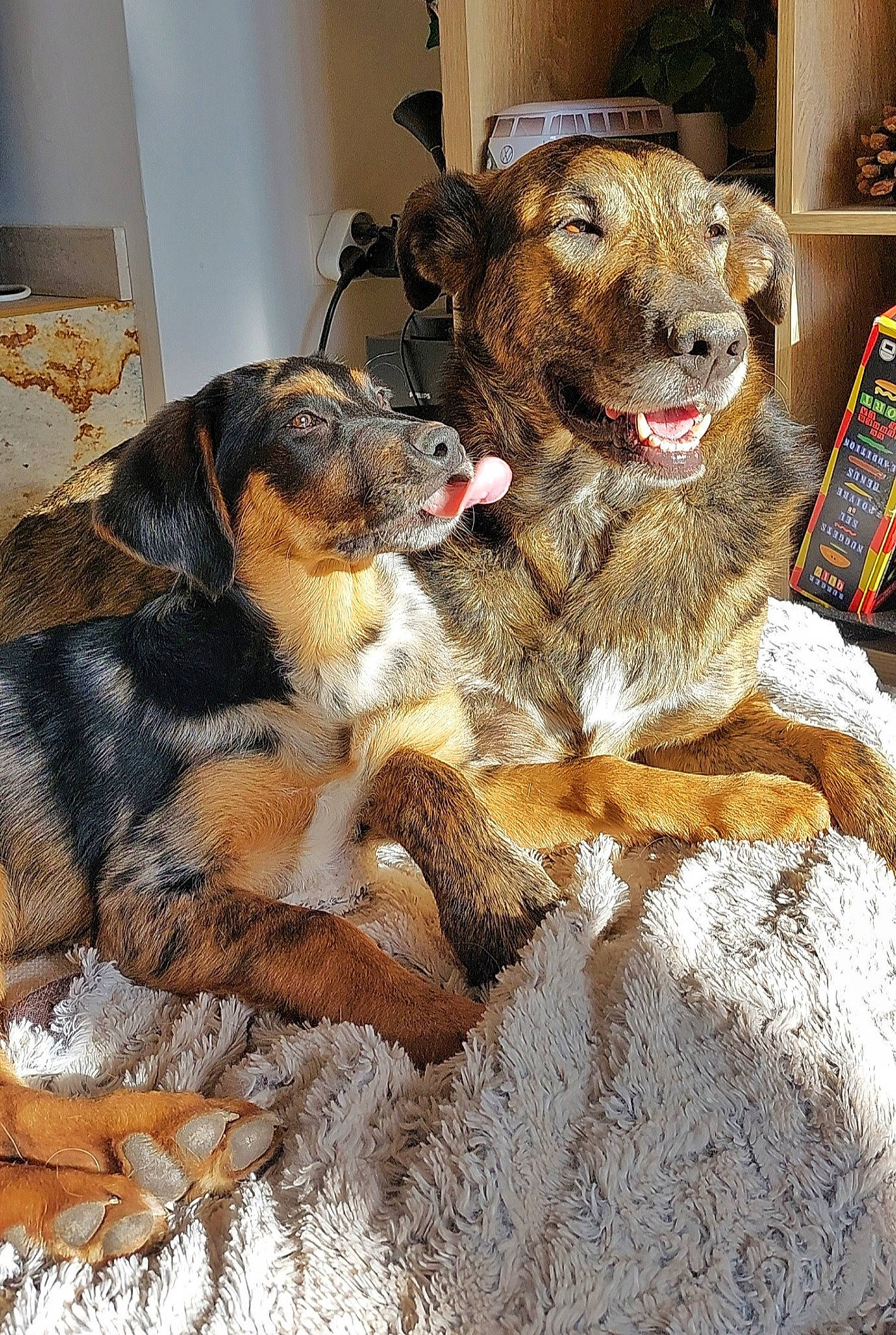 Hijo participe au concours pour gagner de l'argent avec cette photo : art, canidae, carnivore, claw, companion_dog, dog, dog_breed, fawn, felidae, flooring, fur, houseplant, paw, picture_frame, small_to_medium_sized_cats, snout, sporting_group, tail, toy, whiskers