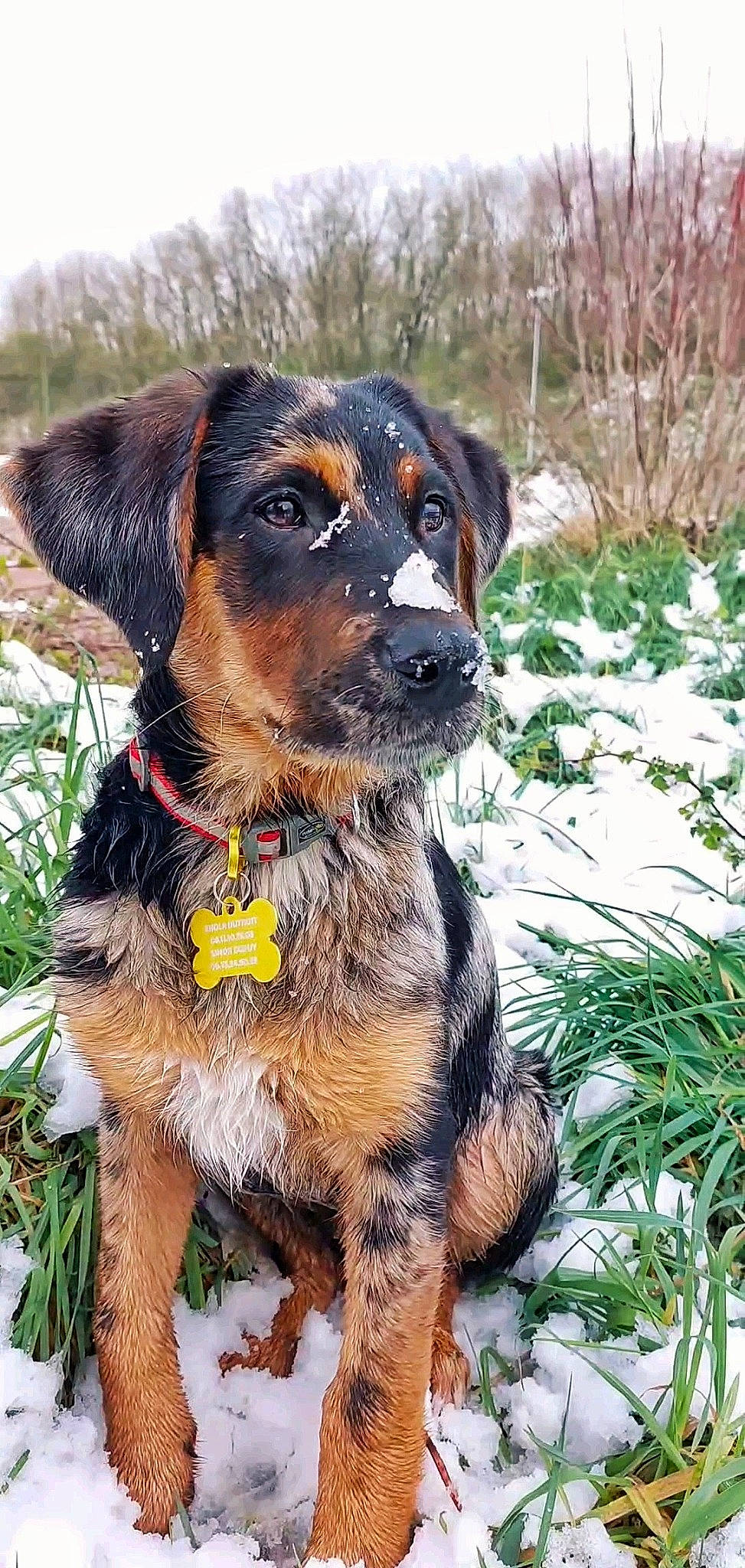 Hijo participe au concours pour gagner de l'argent avec cette photo : canidae, carnivore, collar, companion_dog, dog, dog_breed, dog_collar, fawn, fur, grass, guard_dog, hunting_dog, leash, plant, snout, snow, sporting_group, winter, working_animal, working_dog