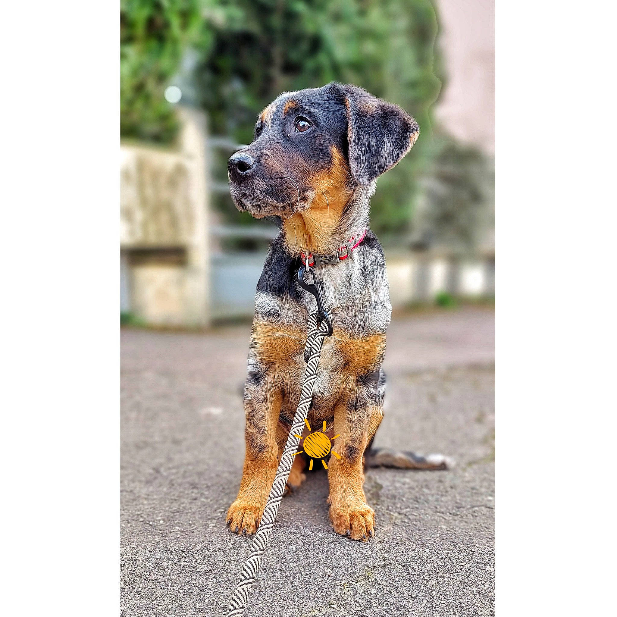 Hijo participe au concours pour gagner de l'argent avec cette photo : art, canidae, carnivore, collar, companion_dog, dog, dog_breed, dog_collar, dog_supply, fawn, fur, paw, puppy, sleeve, snout, sporting_group, tail, terrestrial_animal, working_animal, working_dog