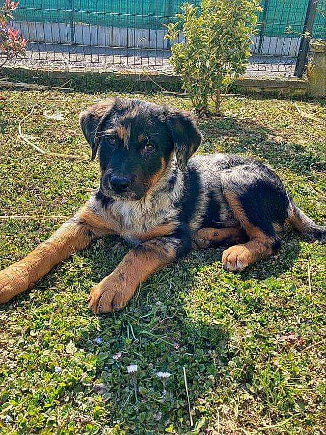 Hijo a rejoint le concours — aidez-le/la à gagner de superbes lots ! canidae, carnivore, companion_dog, dog, dog_breed, fawn, fence, garden, grass, groundcover, guard_dog, home_fencing, plant, puppy, snout, sporting_group, terrestrial_animal, tree, working_animal, working_dog