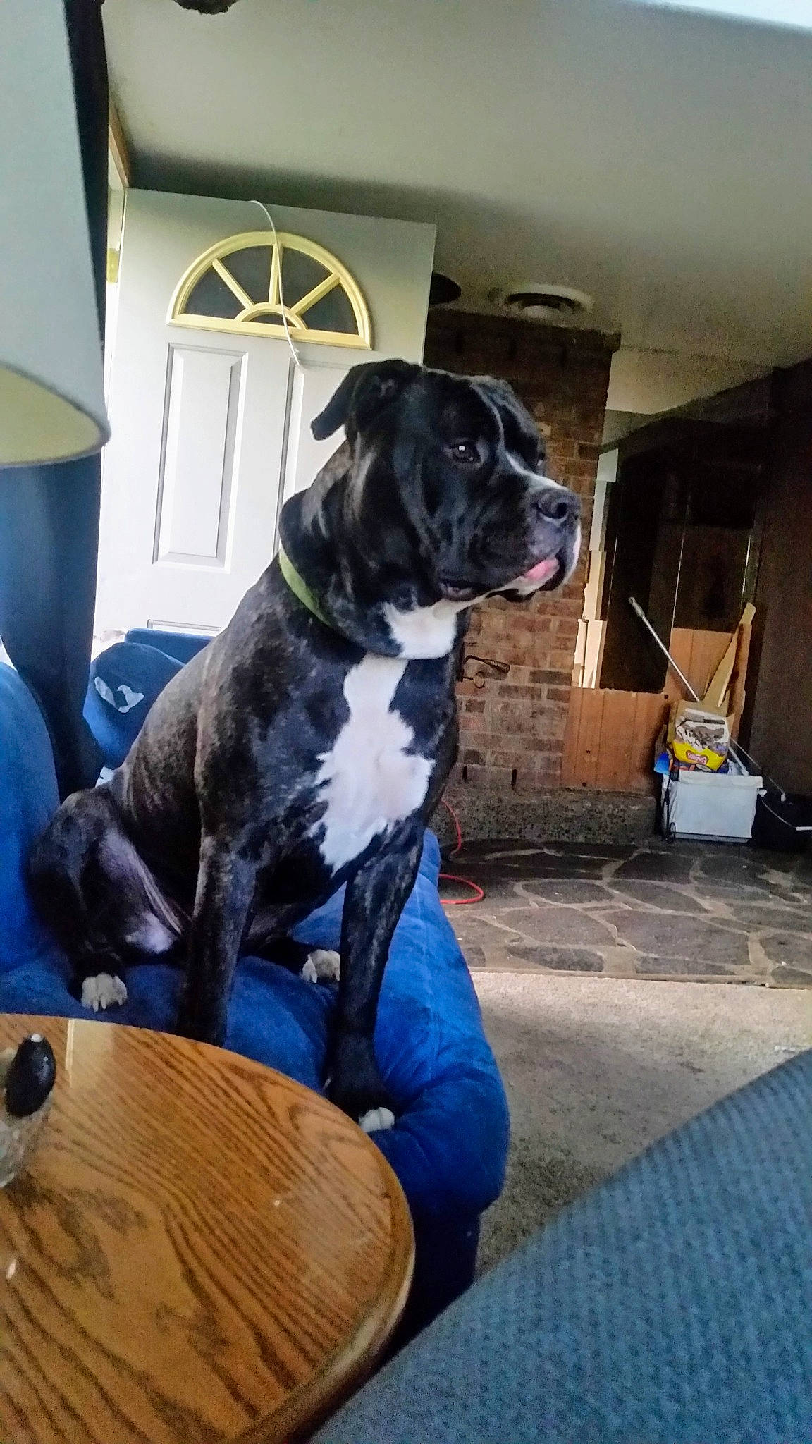 Omega joined the competition — help win amazing prizes! bag, canidae, carnivore, chair, collar, companion_dog, dog, dog_breed, dog_collar, fawn, fur, guard_dog, luggage_and_bags, non_sporting_group, pet_supply, snout, sporting_group, table, working_animal, working_dog