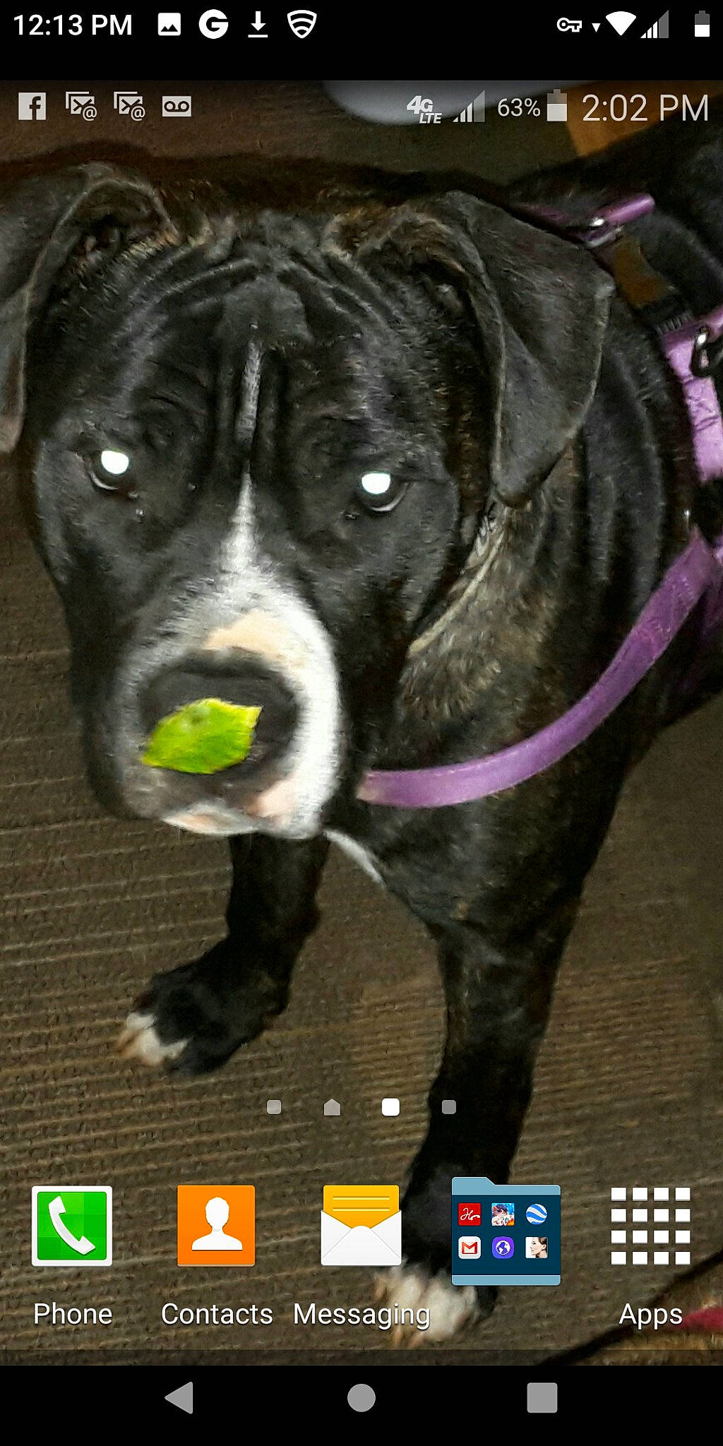 Omega joined the competition — help win amazing prizes! canidae, carnivore, collar, companion_dog, dog, dog_breed, dog_collar, dog_supply, fawn, fur, light, non_sporting_group, pet_supply, plant, snout, sporting_group, whiskers, window, working_animal, working_dog