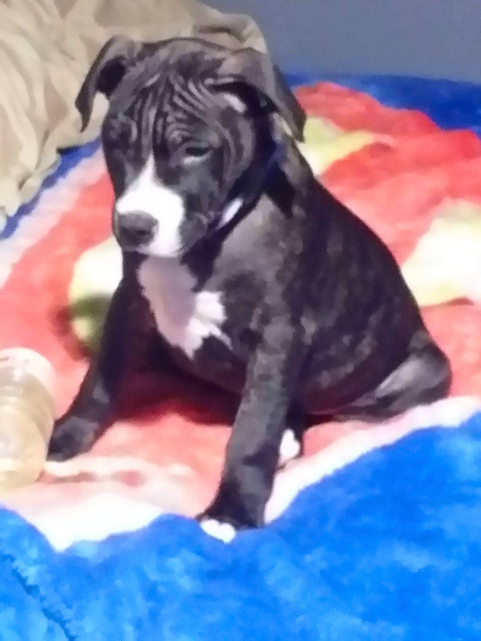 Omega joined the competition — help win amazing prizes! ancient_dog_breeds, borador, bored, canidae, carnivore, comfort, companion_dog, dog, dog_breed, electric_blue, fawn, fur, guard_dog, non_sporting_group, snout, sporting_group, tail, terrestrial_animal, working_animal, working_dog