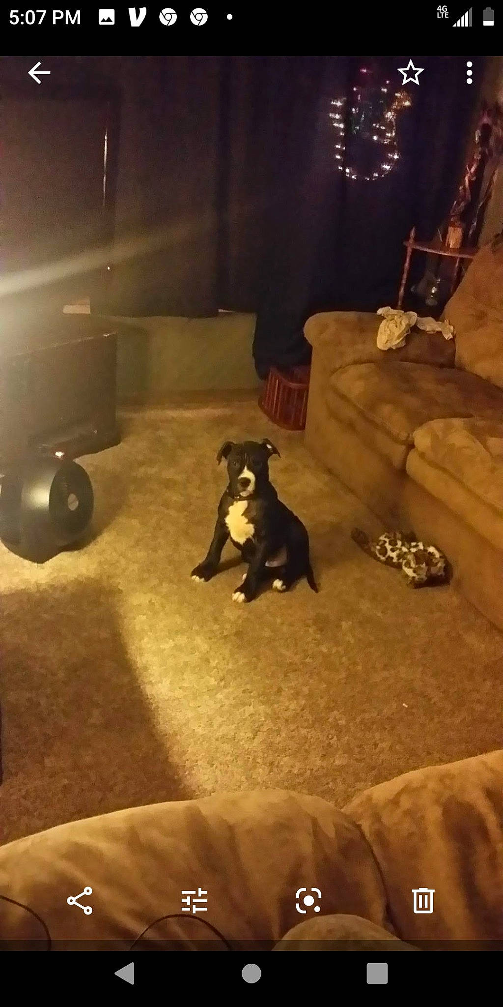 Omega is registered to the contest to win money with this photo: brown, carnivore, chair, cloud, comfort, companion_dog, dog, dog_breed, fawn, felidae, floor, flooring, hardwood, house, interior_design, living_room, mammal, table, tints_and_shades, wood