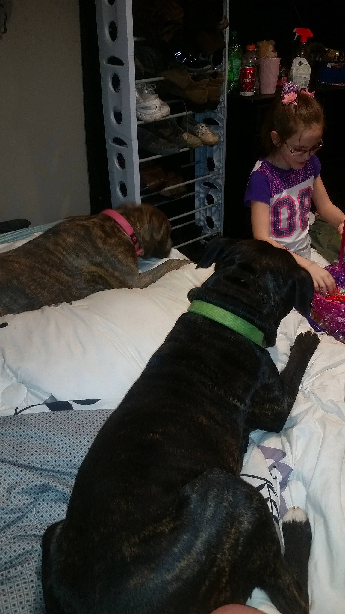 Omega is registered to the contest to win money with this photo: canidae, carnivore, chair, comfort, companion_dog, dog, dog_breed, event, fawn, fur, guard_dog, hardwood, room, shelf, sporting_group, tail, tree, vertebrate, wood, working_animal