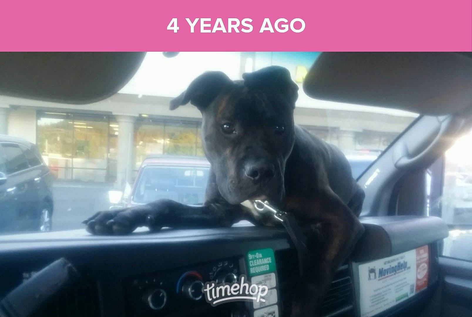 Chance is registered to the contest to win money with this photo: auto_part, automotive_design, automotive_exterior, automotive_lighting, automotive_mirror, bumper, car, car_seat, carnivore, companion_dog, dog, dog_breed, motor_vehicle, personal_luxury_car, rear_view_mirror, steering_wheel, technology, vehicle, vehicle_door, windshield