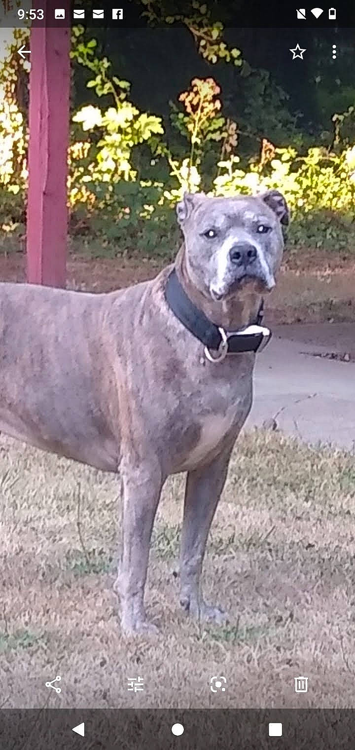 Alpha is registered to the contest to win money with this photo: ancient_dog_breeds, canidae, carnivore, collar, companion_dog, dog, dog_breed, dog_collar, fawn, hunting_dog, liver, non_sporting_group, plant, snout, sporting_group, tail, terrestrial_animal, working_animal, working_dog