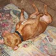 Jackson joined the competition — help win amazing prizes!