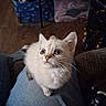 Mochi joined the competition — help win amazing prizes! kitten, cat, white_fur, fluffy, blue_eyes, animal, pet, sitting, portrait, close_up, whiskers, ears, cute, indoor, home, lap, chair, storage_bins, wood_floor, domestic_cat
