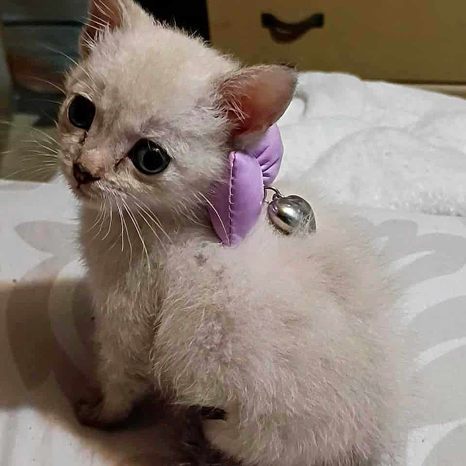 Mochi