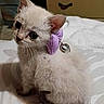 Mochi joined the competition — help win amazing prizes! animal, bed, bedroom, bell, cat, collar, cute, ears, fluffy, furniture, indoors, kitten, pet, portrait, purple_bow, sitting, soft_lighting, tail, whiskers, white_fur