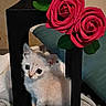 Mochi is registered to the contest to win money with this photo: kitten, cat, animal, pet, feline, white_cat, portrait, flowers, roses, red_roses, leaves, lantern, indoor, blanket, furniture, decor, sitting, fluffy, cute, still_life