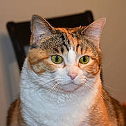 Olivia Christine joined the competition — help win amazing prizes! cat, calico_cat, indoor, pet, animal, feline, close_up, green_eyes, fur, whiskers, domestic_cat, cute, portrait, sitting, looking_away, table, chair, household, mammal, companion_animal