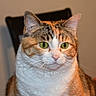 cat, calico_cat, indoor, pet, animal, feline, close_up, green_eyes, fur, whiskers, domestic_cat, cute, portrait, sitting, looking_away, table, chair, household, mammal, companion_animal