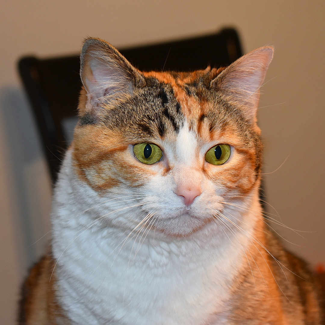 Olivia Christine joined the competition — help win amazing prizes! cat, calico_cat, indoor, pet, animal, feline, close_up, green_eyes, fur, whiskers, domestic_cat, cute, portrait, sitting, looking_away, table, chair, household, mammal, companion_animal