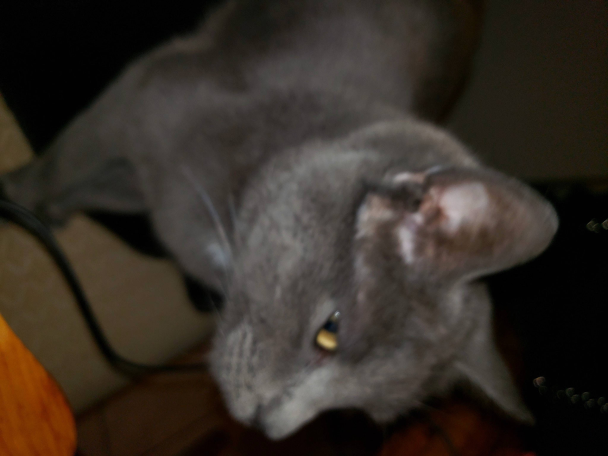 Tom a rejoint le concours — aidez-le/la à gagner de superbes lots ! carnivore, cat, domestic_short_haired_cat, ear, felidae, fur, grey, russian_blue, small_to_medium_sized_cats, whiskers