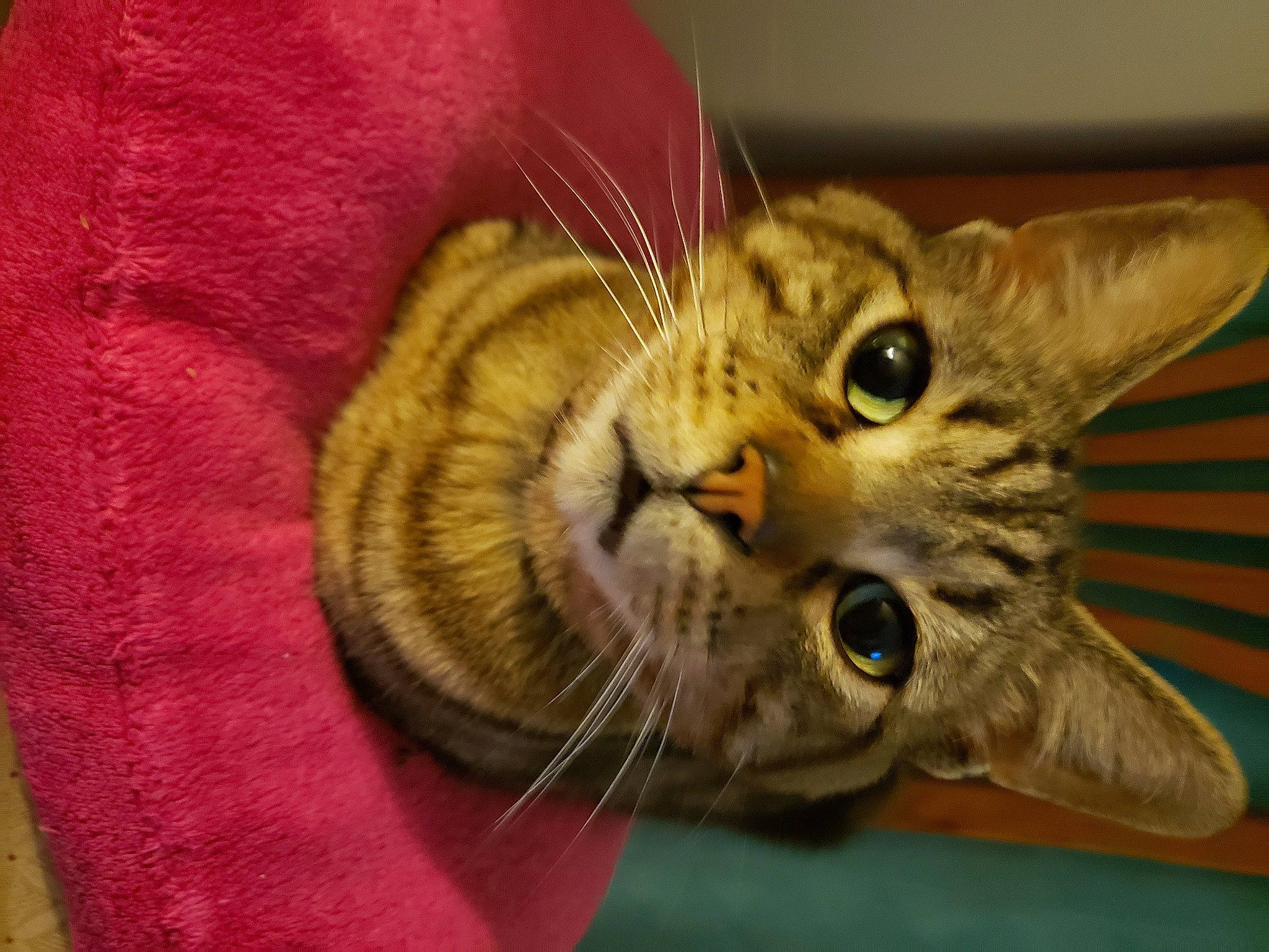 Titi a rejoint le concours — aidez-le/la à gagner de superbes lots ! carnivore, cat, claw, domestic_short_haired_cat, ear, eyelash, fang, felidae, fur, paw, small_to_medium_sized_cats, snout, tail, terrestrial_animal, whiskers, wildlife