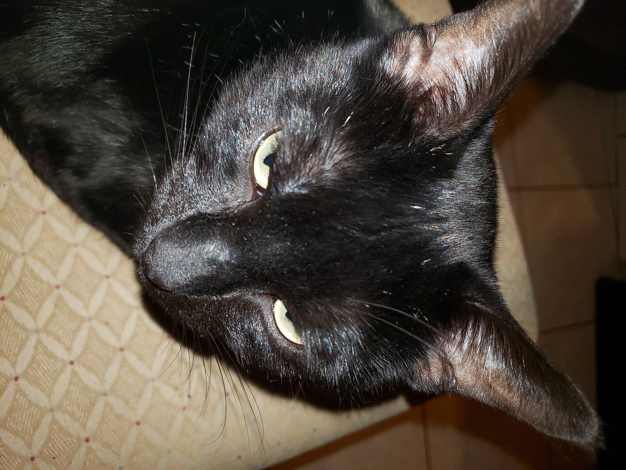 Blacky participe au concours pour gagner de l'argent avec cette photo : black_cat, bombay, carnivore, cat, claw, comfort, domestic_short_haired_cat, ear, felidae, fur, small_to_medium_sized_cats, snout, terrestrial_animal, whiskers