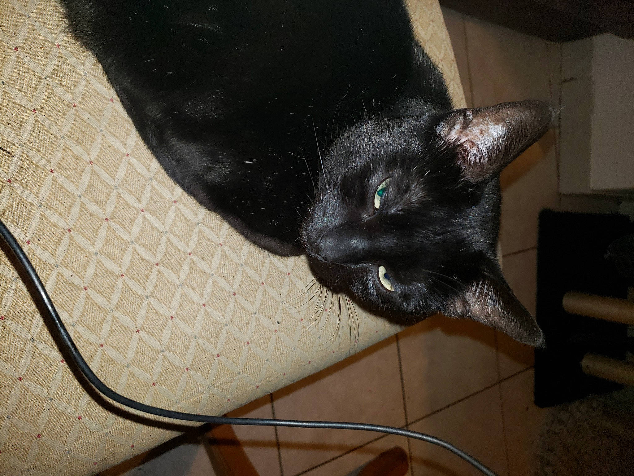 Blacky a rejoint le concours — aidez-le/la à gagner de superbes lots ! black_cat, bombay, carnivore, cat, comfort, dog_breed, domestic_short_haired_cat, felidae, flooring, fur, grey, room, small_to_medium_sized_cats, snout, tail, whiskers