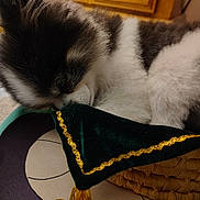 Tilly joined the competition — help win amazing prizes! puppy, dog, sleeping, basket, green_velvet, gold_trim, fur, black_and_white, cute, cozy, indoor, pet, resting, soft_texture, close_up, carpet, wooden_furniture, home, animal, young