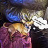 Bébé participe au concours pour gagner de l'argent avec cette photo : dog, chihuahua, blanket, couch, leather, pet, indoors, small_dog, fur, ears, alert, resting, purple_blanket, black_couch, speech_bubble, text_overlay, cute, cozy, domestic, animal