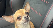 Bébé a rejoint le concours — aidez-le/la à gagner de superbes lots ! dog, chihuahua, car_seat, pet, small_dog, leather_seat, red_stitching, alert, cute, animal, companion, indoors, transportation, seat_belt, fur, looking_up, ears, collar, vehicle_interior, sitting