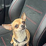 dog, chihuahua, car_seat, pet, small_dog, leather_seat, red_stitching, alert, cute, animal, companion, indoors, transportation, seat_belt, fur, looking_up, ears, collar, vehicle_interior, sitting