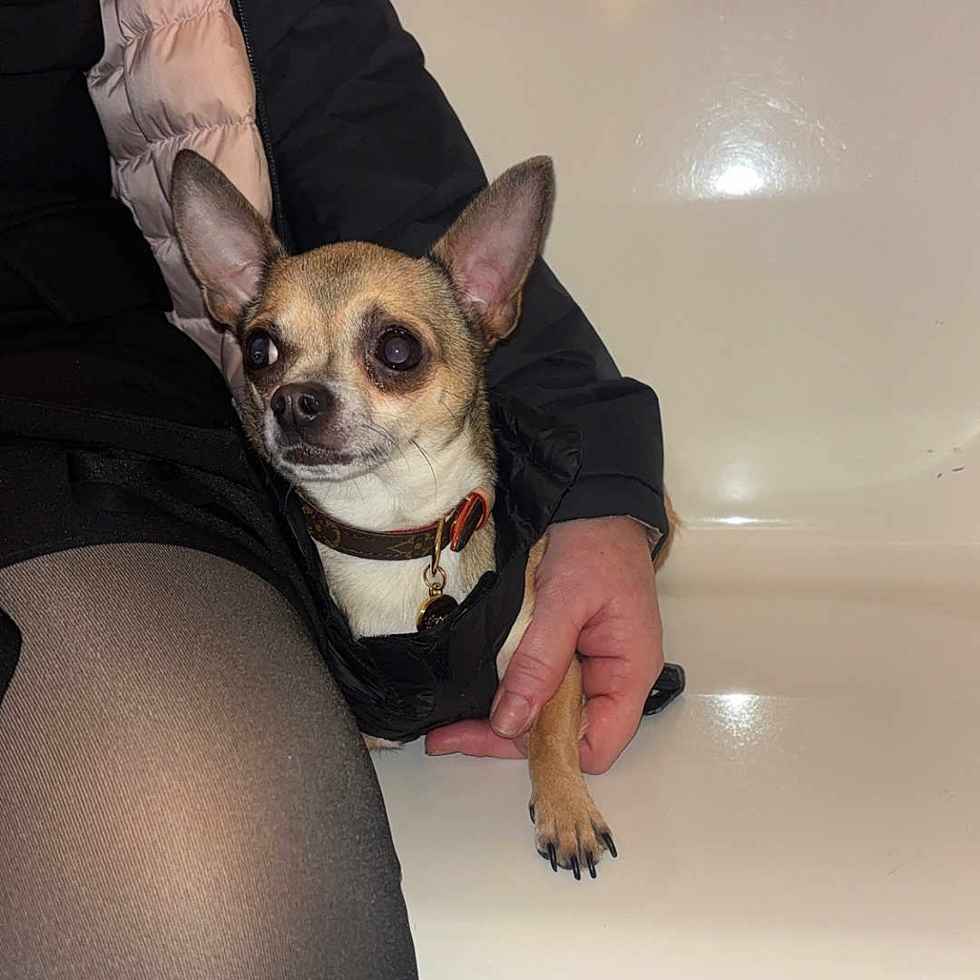 Bébé a rejoint le concours — aidez-le/la à gagner de superbes lots ! dog, chihuahua, small_dog, pet, person, hand, jacket, bench, indoor, flooring, patterned_floor, reflection, paw, curious, seated, clothing, black_jacket, light, close_up, animal