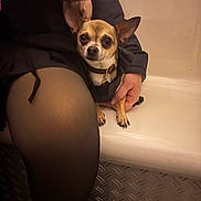 Bébé a rejoint le concours — aidez-le/la à gagner de superbes lots ! dog, chihuahua, small_dog, person, tights, black_clothing, scarf, hand, sitting, bench, indoor, curious, alert, pet, fur, ears, eyes, warm_lighting, closeup, portrait