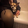 dog, chihuahua, small_dog, person, tights, black_clothing, scarf, hand, sitting, bench, indoor, curious, alert, pet, fur, ears, eyes, warm_lighting, closeup, portrait
