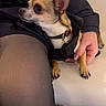 Bébé a rejoint le concours — aidez-le/la à gagner de superbes lots ! dog, chihuahua, pet, small_dog, collar, jacket, person, legs, tights, black_clothing, hand, bench, metal_floor, indoor, seated, animal, cute, alert, cozy, intimate
