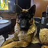 german_shepherd, dog, pet, indoor, living_room, couch, leather, table, television, plate, furniture, brown, black, fur, ears, canine, domestic_animal, resting, animal, house