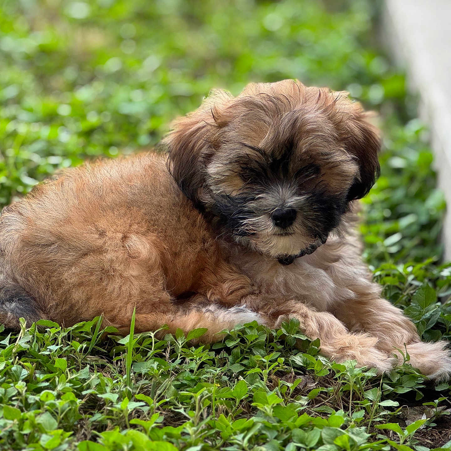 Moose joined the competition — help win amazing prizes! adorable, animal, clover, cute, daylight, dog, fluffy, fur, grass, greenery, laying_down, mammal, nature, outdoor, pet, puppy, relaxed, sidewalk, small, young