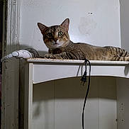 Tiger is registered to the contest to win money with this photo: cat, tabby, shelf, electrical_plug, cord, indoor, pet, feline, animal, resting, green_eyes, white_wall, texture, curious, fur, ears, whiskers, household, quiet, still