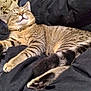 Tiger joined the competition — help win amazing prizes! cat, tabby, sleeping, relaxed, indoor, pet, feline, striped, paw, whiskers, ears, nose, fur, collar, cozy, blanket, resting, cute, animal, domestic