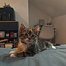 Brownie a rejoint le concours — aidez-le/la à gagner de superbes lots ! kitten, cat, bed, indoor, animal, pet, feline, cute, young, tabby, whiskers, ears, fur, resting, curious, cozy, furniture, chair, shelf, room