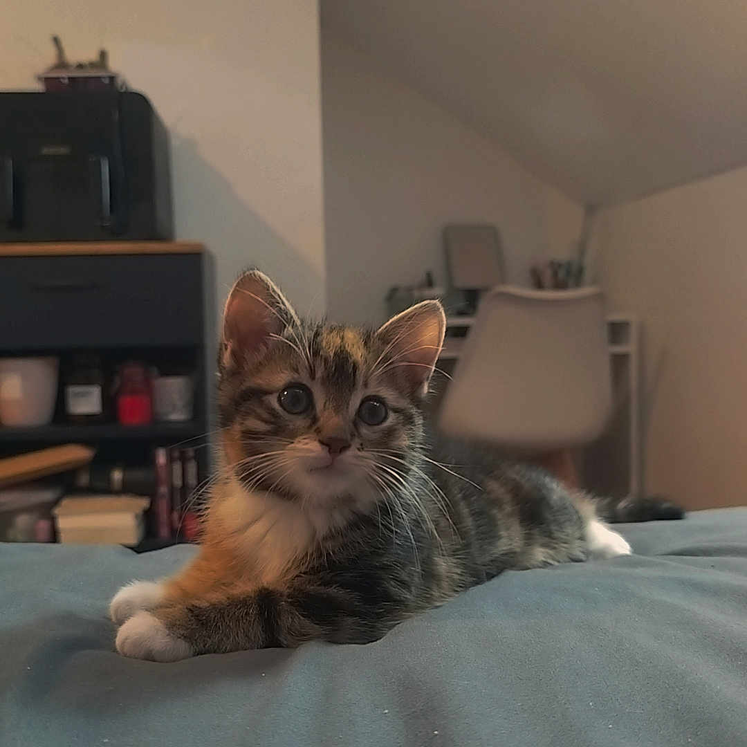 Brownie a rejoint le concours — aidez-le/la à gagner de superbes lots ! kitten, cat, bed, indoor, animal, pet, feline, cute, young, tabby, whiskers, ears, fur, resting, curious, cozy, furniture, chair, shelf, room