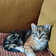 Brownie participe au concours pour gagner de l'argent avec cette photo : kitten, cat, blue_eyes, cute, pet, animal, feline, indoor, blanket, couch, brown, orange, white_paw, resting, young, fur, whiskers, domestic_animal, cozy, curious