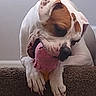 Zyla Rae is registered to the contest to win money with this photo: dog, white_coat, brown_patches, chewing, plush_toy, pink_toy, carpeted_stairs, pet, animal, playful, cute, indoor, close_up, paw, snout, ears, nose, fur, toy, pet_toy