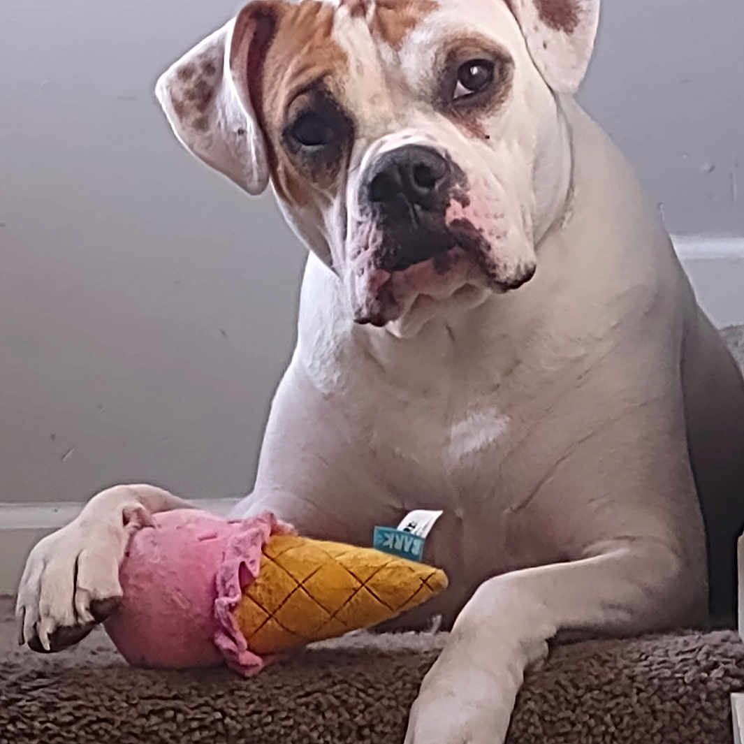 Zyla Rae is registered to the contest to win money with this photo: dog, pet, animal, white_dog, brown_spots, toy, plush_toy, ice_cream_cone, carpet, paw, indoor, cute, looking, resting, fur, ears, snout, expression, background, canine