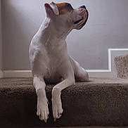 Zyla Rae is registered to the contest to win money with this photo: dog, pet, indoor, stairs, carpet, white_fur, brown_fur, canine, resting, side_view, animal, domestic_animal, quiet, calm, portrait, home, paw, ears, snout, looking_away