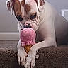 dog, toy, plush_toy, ice_cream, carpet, stairs, brown_patch, white_fur, pet, indoor, animal, cute, paw, resting, playful, close_up, canine, domestic_animal, snout, fur
