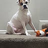 Zyla Rae is registered to the contest to win money with this photo: dog, white_dog, brown_patch, sitting, carpet, stuffed_toy, fox_toy, indoor, pet, animal, paw, calm, neutral_background, chain_collar, companion, portrait, step, cute, fur, domestic_animal