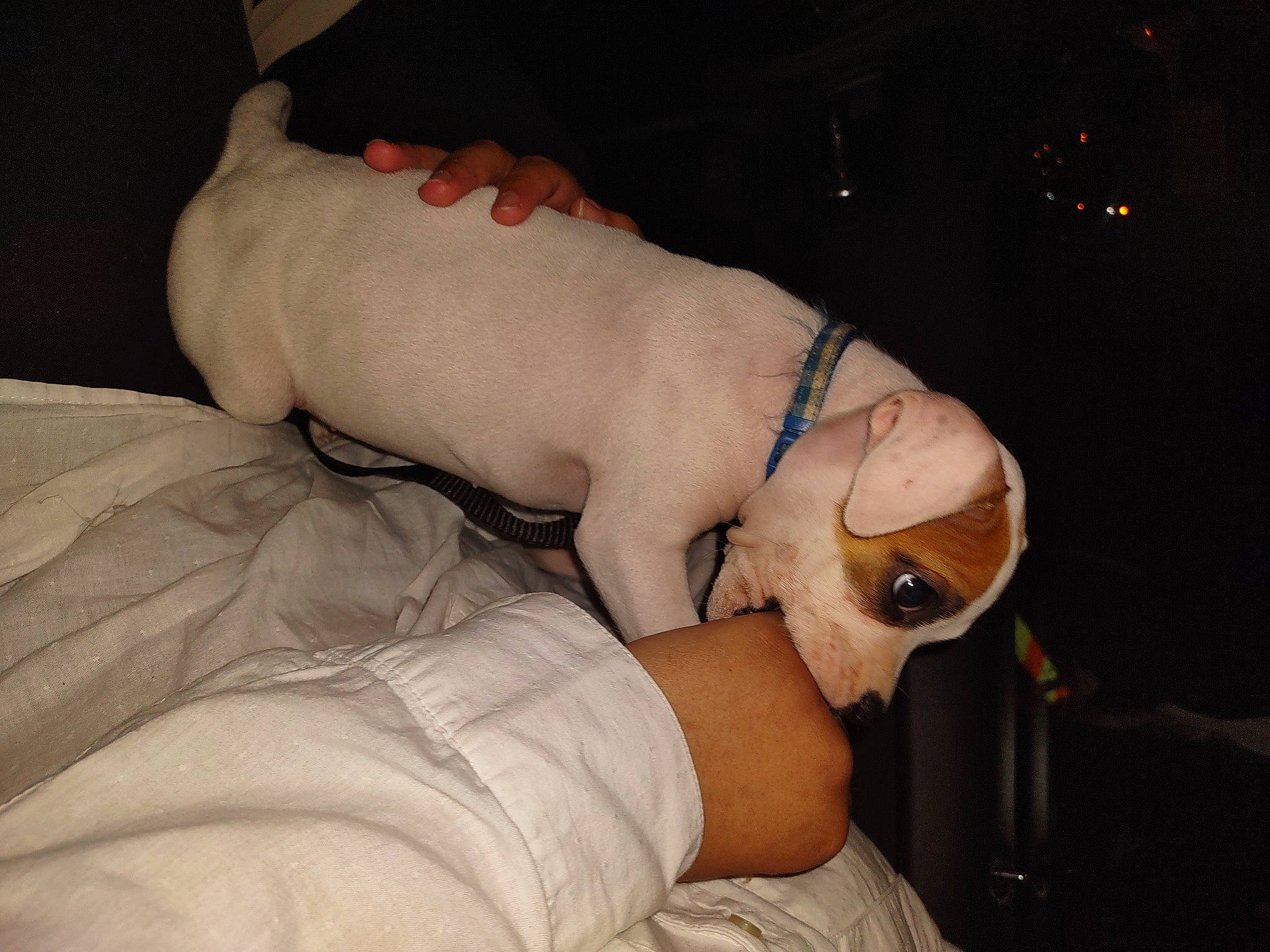 Zyla is registered to the contest to win money with this photo: abdomen, barechested, carnivore, chest, comfort, companion_dog, dog, dog_breed, elbow, fawn, foot, human_leg, jaw, knee, nail, snout, thigh, thumb, trunk, wrist