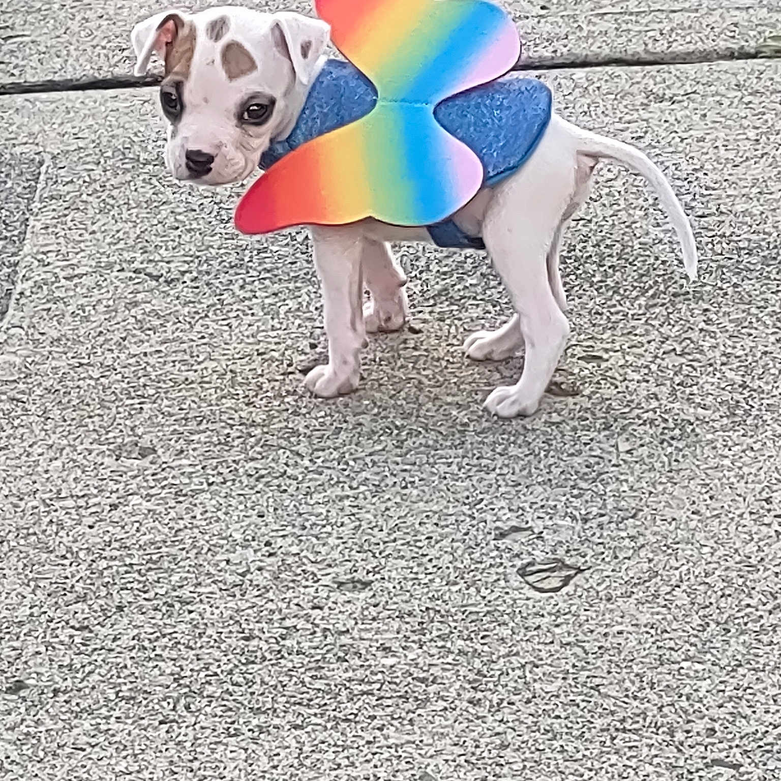 Zyla